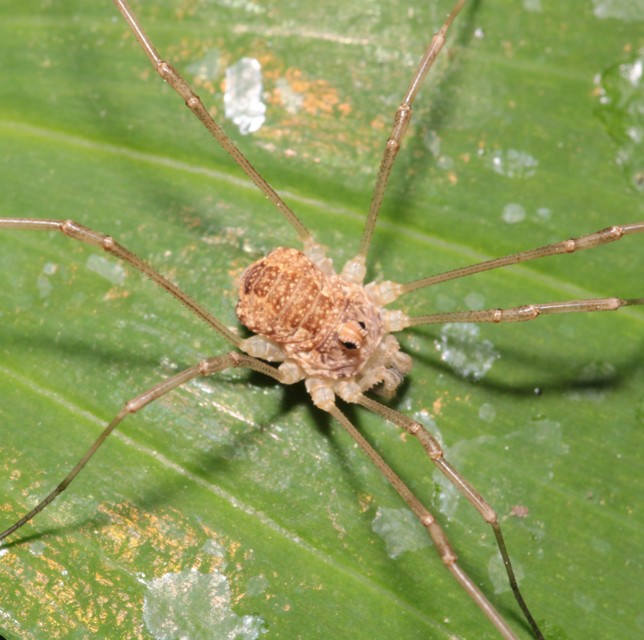 Rilaena triangularis