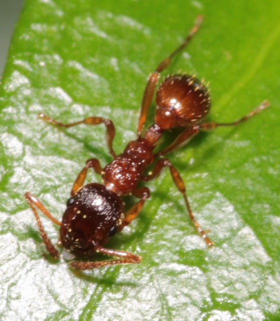 Myrmica rubra - közönséges bütyköshangya