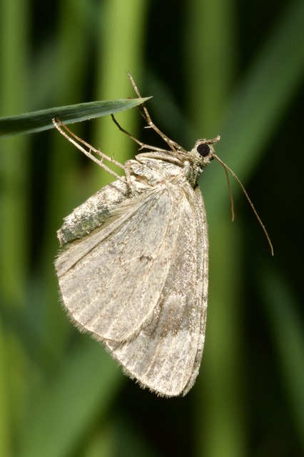 Chloroclysta siterata - salátazöld araszoló