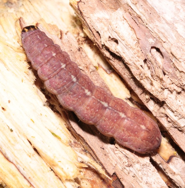 Leptologia macilenta - gyertyán-őszibagoly