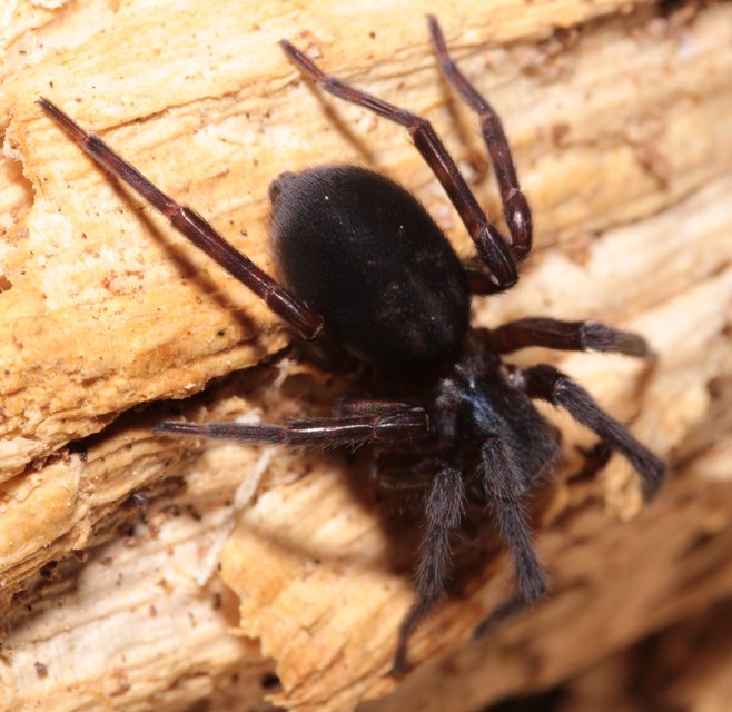 Amaurobius ferox - nagy eretnekpók