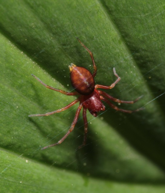 Nigma flavescens - vöröslő hamvaspók