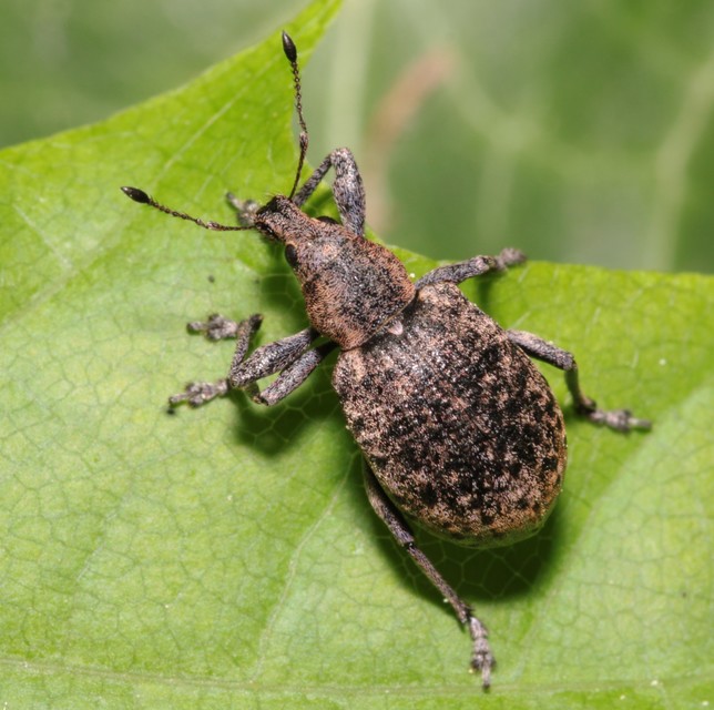 Liophloeus tessulatus - kockás barabolyormányos