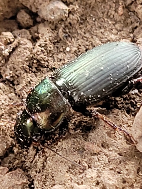 Harpalus distinguendus - mezei lomhafutó