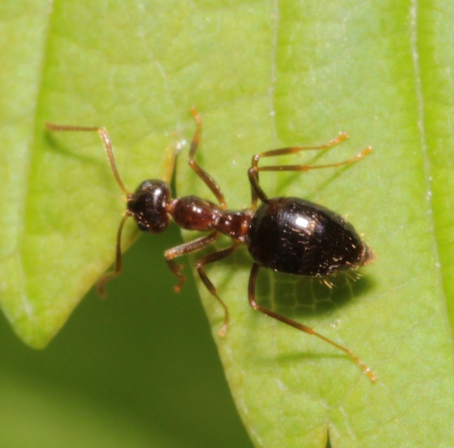 Prenolepis nitens - ragyogóhangya