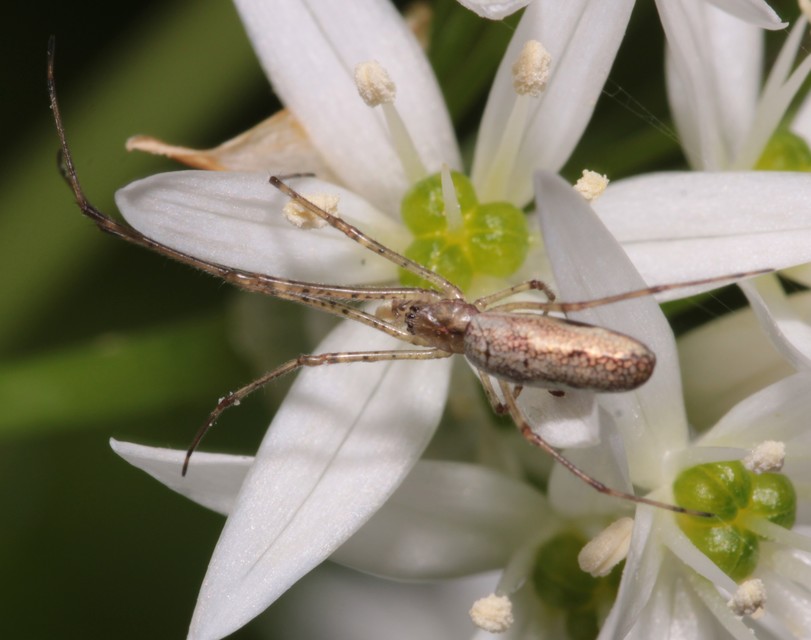 Tetragnatha