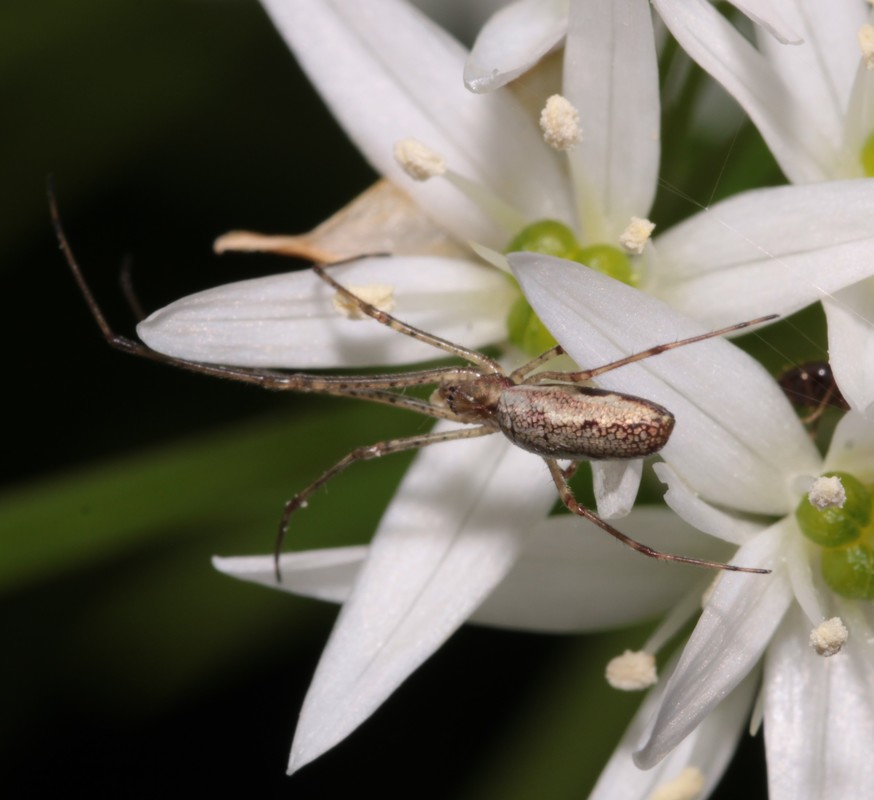 Tetragnatha