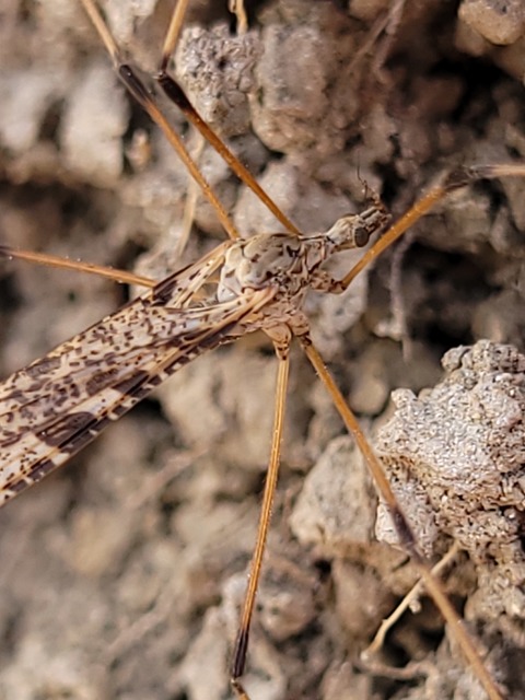 Limnophila pictipennis