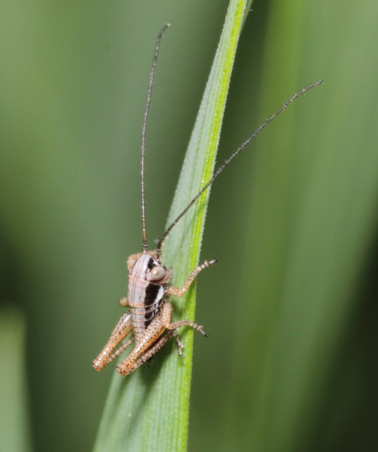 Pholidoptera fallax - galléros avarszöcske