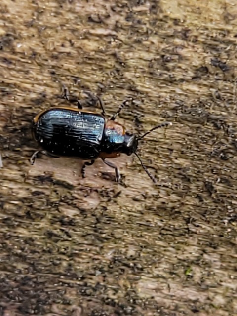 Prasocuris marginella - szegélyes boglárkalevelész