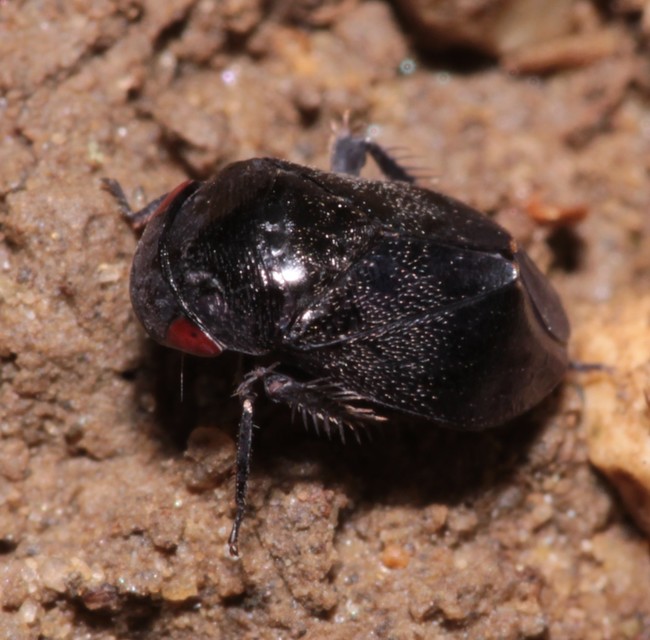 Penthimia nigra - fekete kabóca Penthimia nigra - fekete kabóca