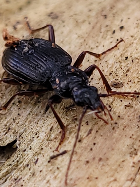 Limodromus assimilis - vöröslábú kisfutó