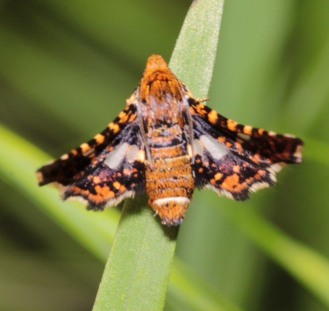 Thyris fenestrella - gyakori ablakosmoly