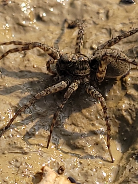 Pardosa