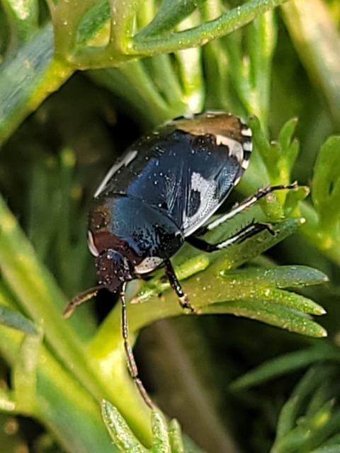 Tritomegas bicolor - foltos földipoloska