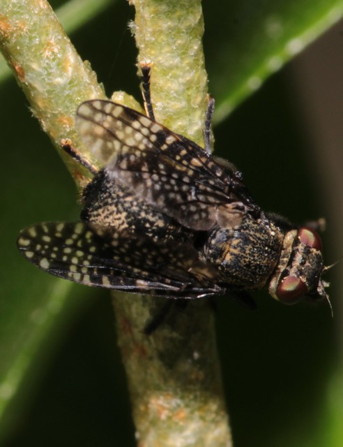 Platystoma