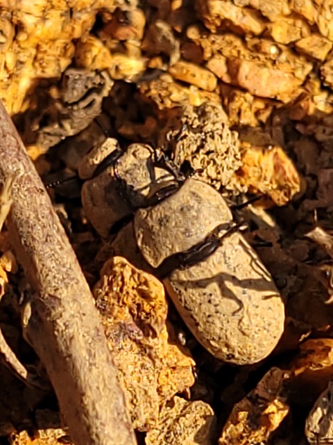 Opatrum sabulosum - sároshátú gyászbogár