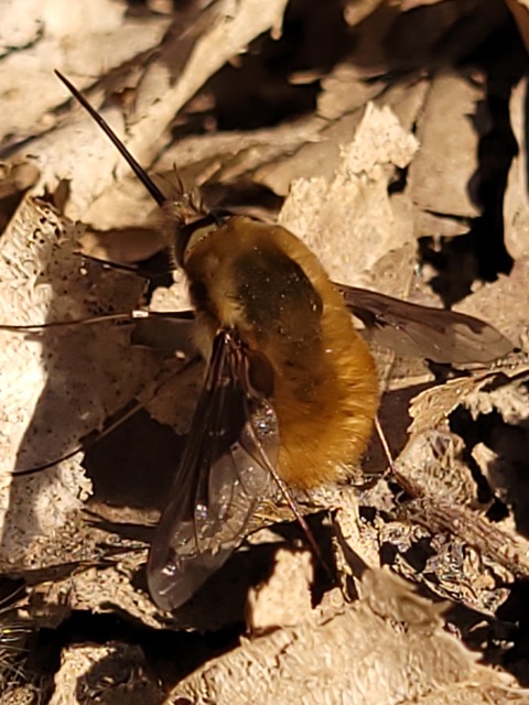 Bombylius major - szegélyes pöszörlégy