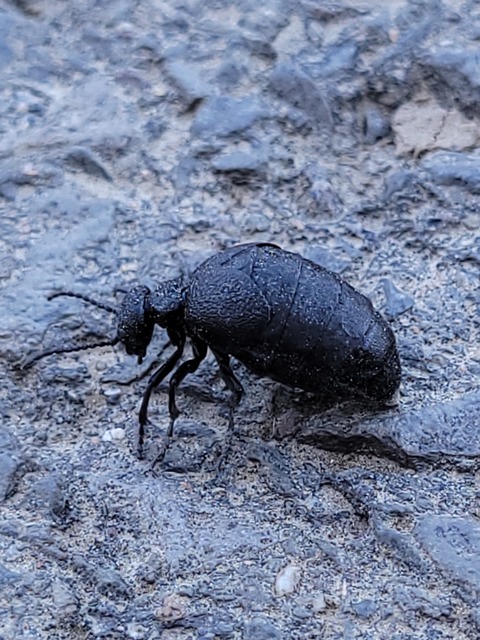 Meloe rugosus - ráncos nünüke