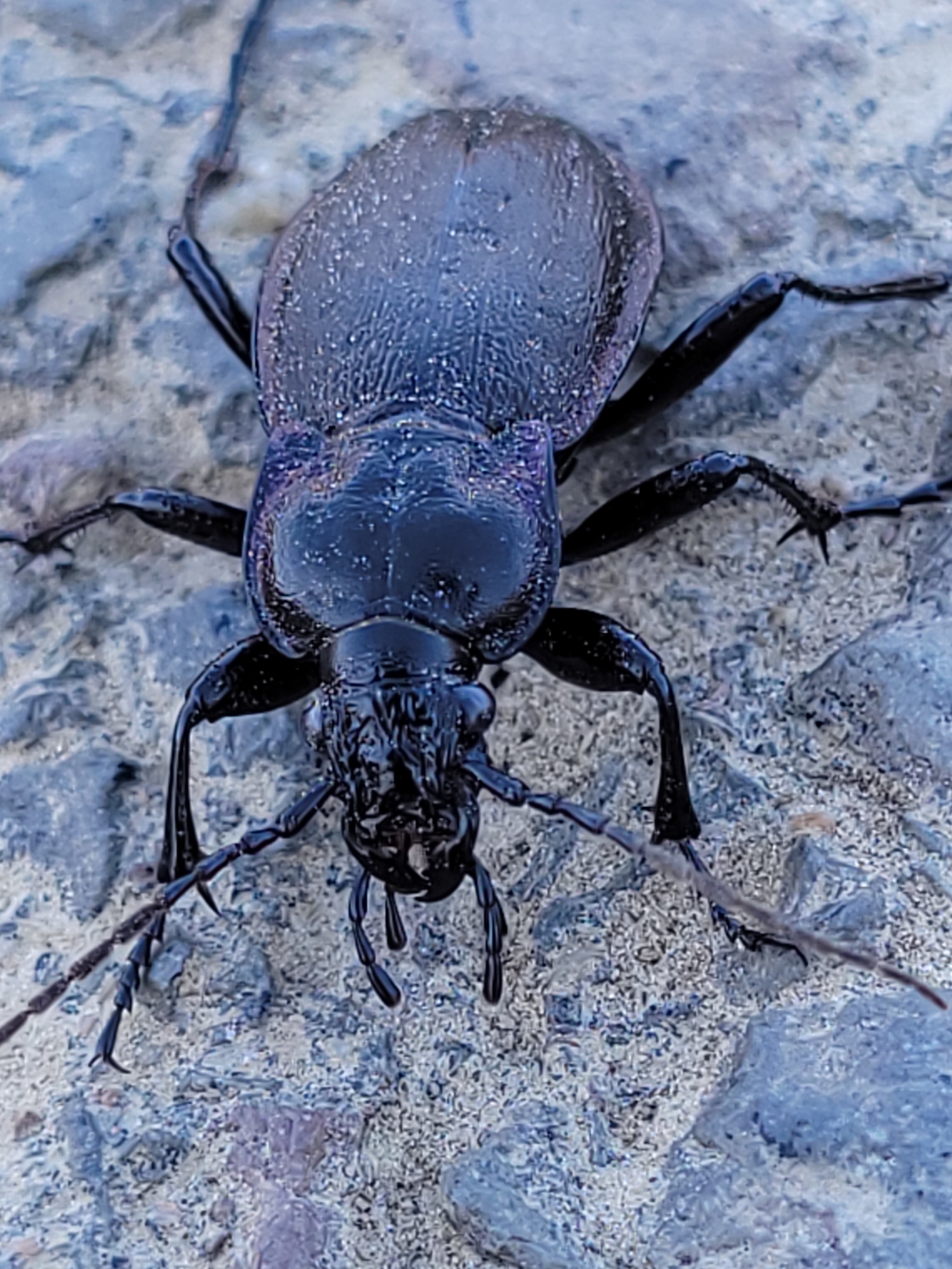 Carabus scheidleri praescheidleri - mecseki változó futrinka