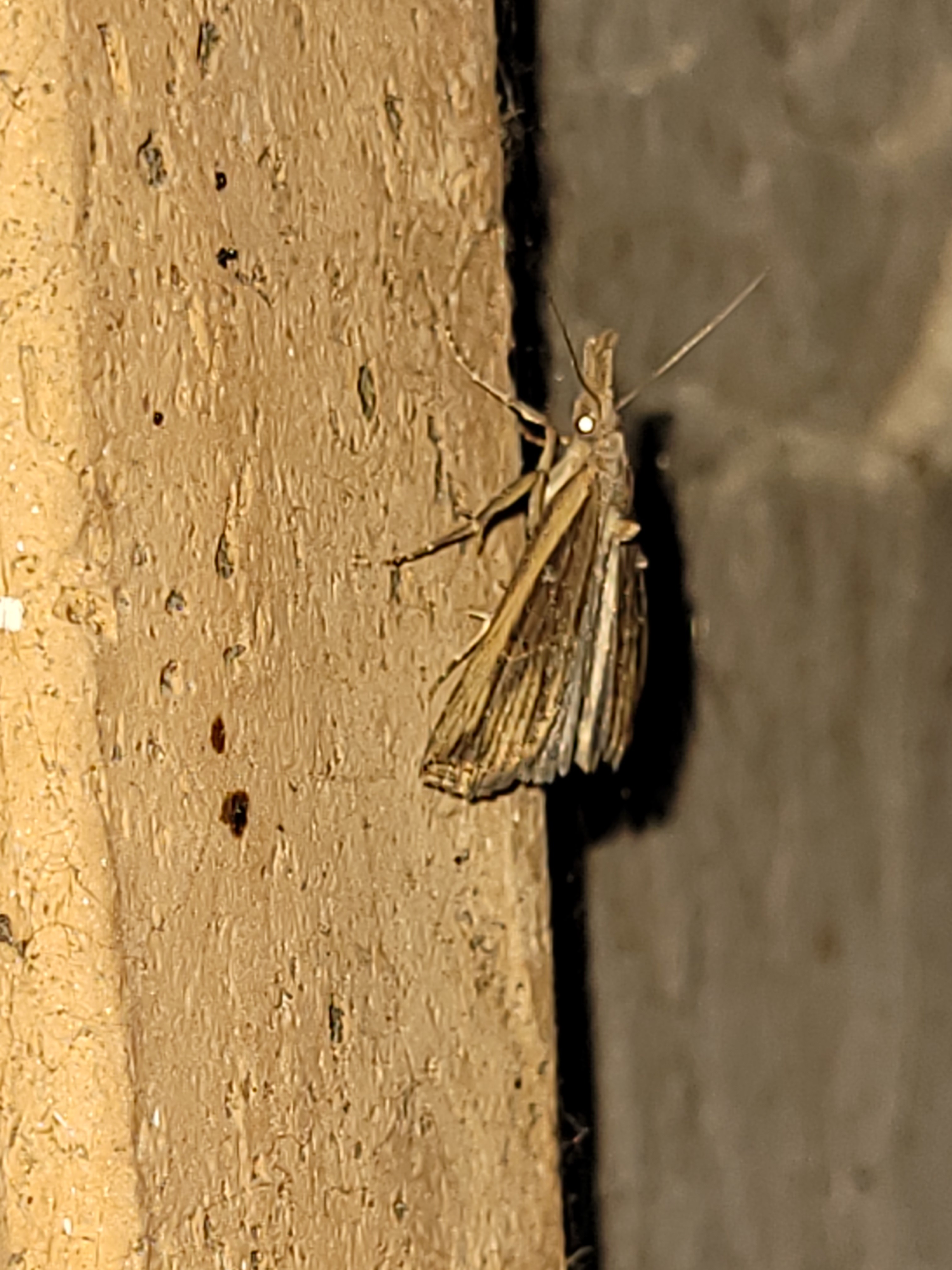 Hypena rostralis - közönséges karcsúbagoly