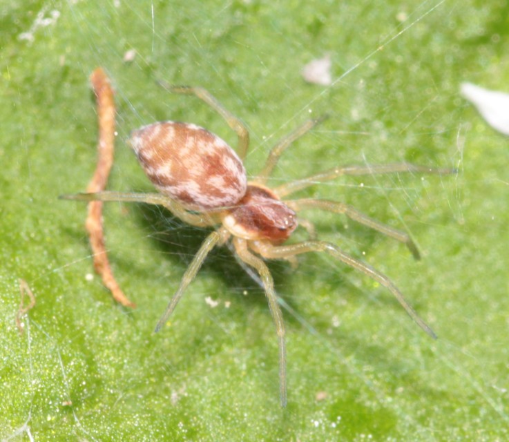 Nigma flavescens - vöröslő hamvaspók