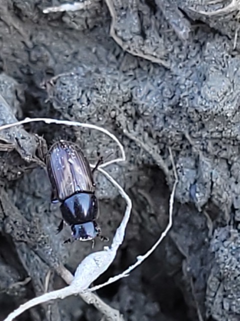 Aphodius prodromus - sárgalábú trágyabogár