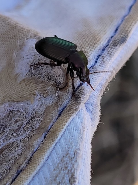 Harpalus distinguendus - mezei lomhafutó