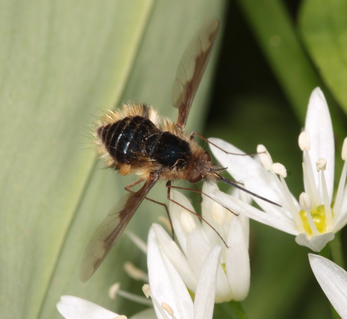 Bombylius major - szegélyes pöszörlégy