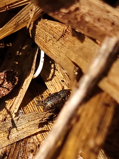 Notaris acridulus - közönséges sásormányos