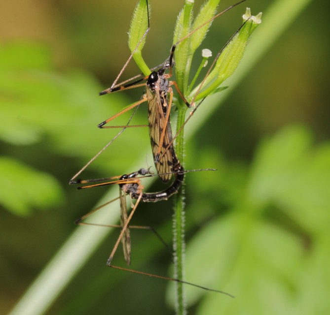 Limonia pannonica - pannon iszapszúnyog