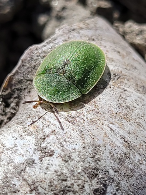 Cassida rubiginosa - lapos pajzsbogár Cassida rubiginosa - lapos pajzsbogár