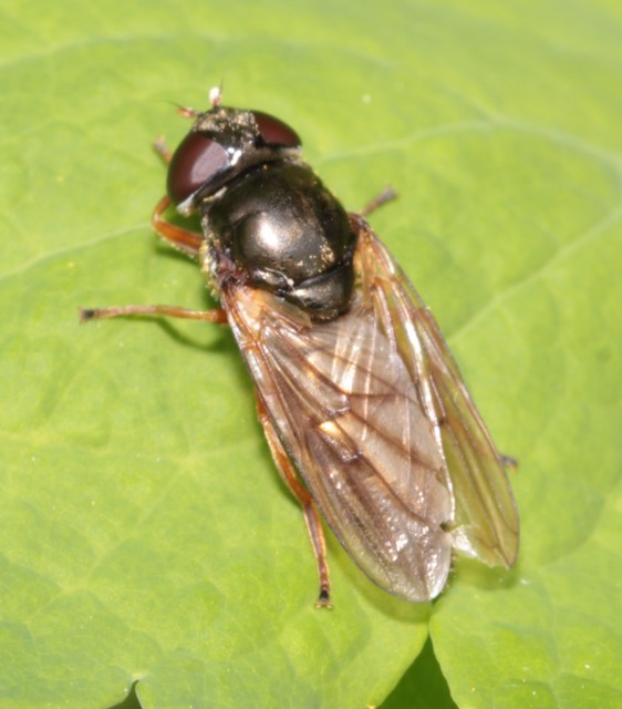 Cheilosia