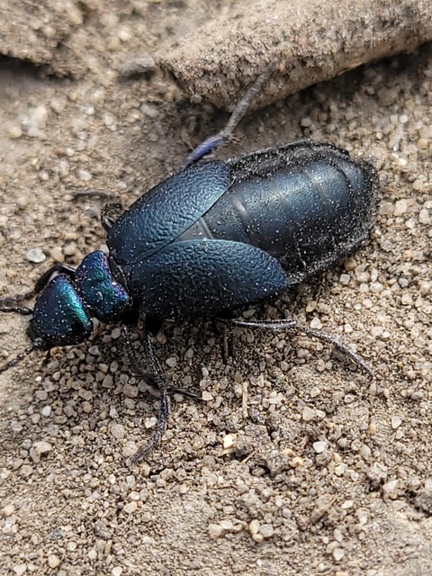 Meloe decorus - csinos nünüke