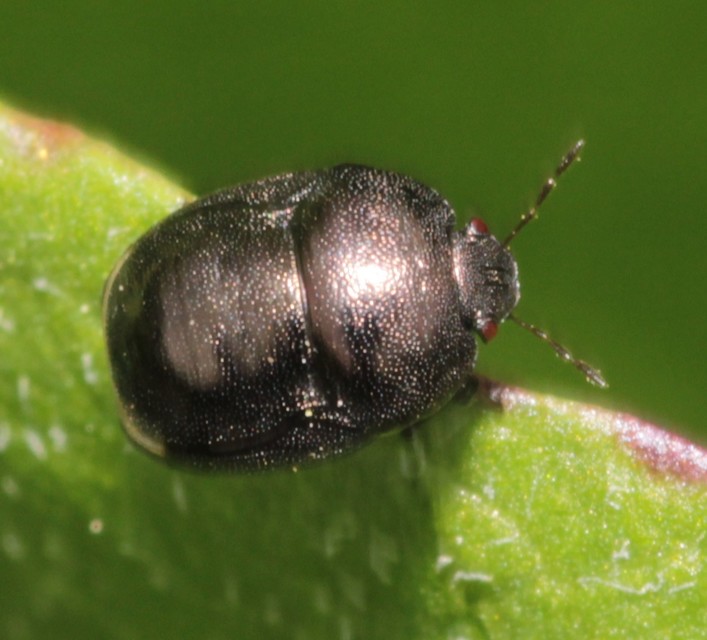 Thyreocoris scarabaeoides - fémes földipoloska