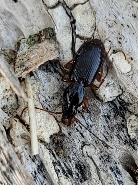 Stomis pumicatus - kaszásfutó