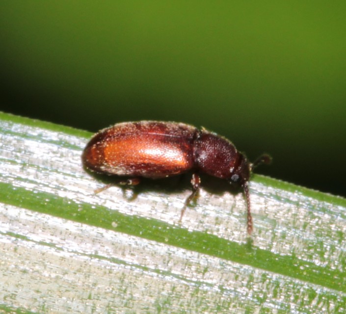 Cryptophagidae - penészbogárfélék