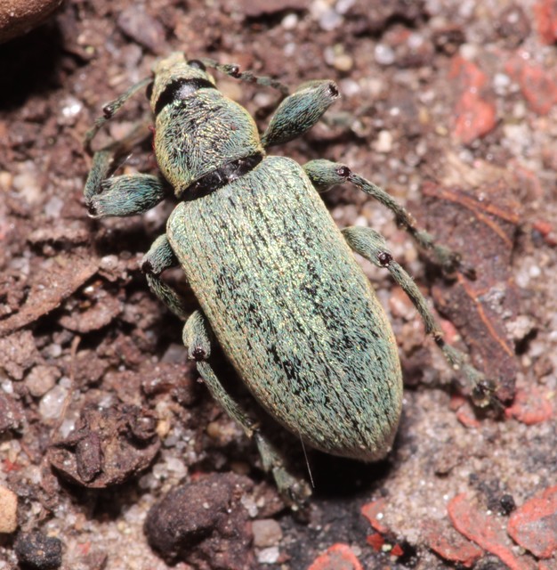 Phyllobius pomaceus - csalán-levélormányos
