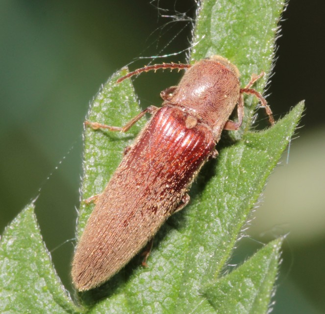 Synaptus filiformis - talpas pattanó
