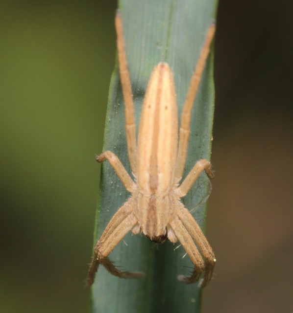 Tibellus