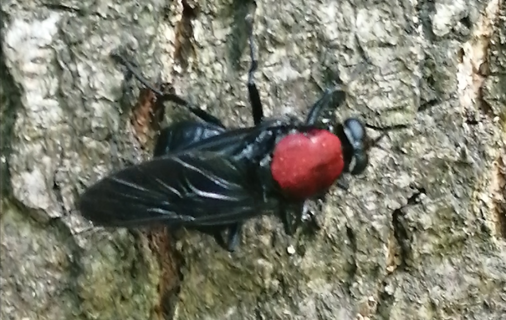 Clitellaria ephippium - tüskéshátú légy