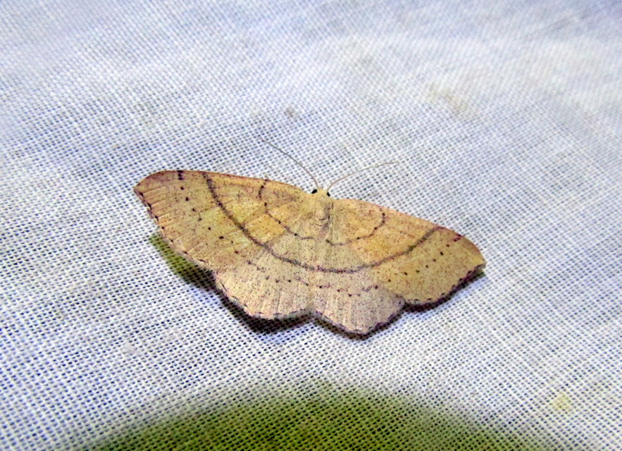 Cyclophora linearia - vonalas pettyesaraszoló