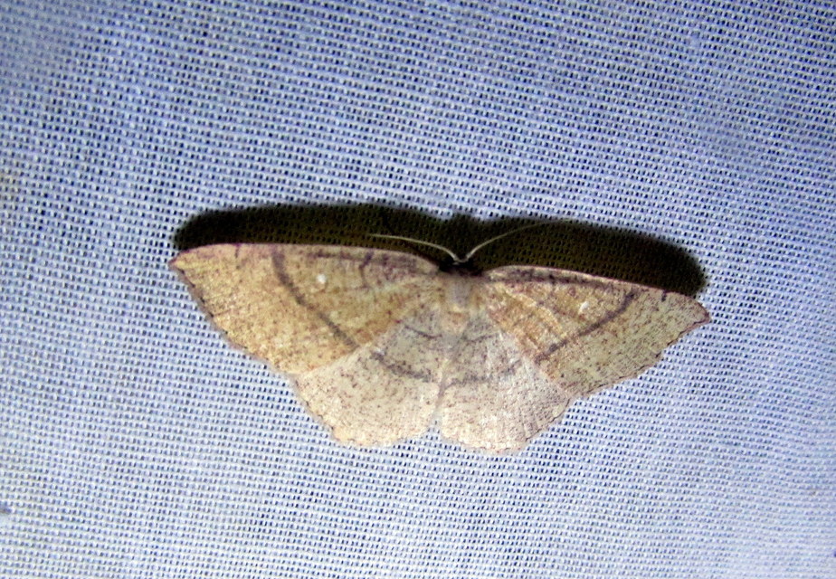 Cyclophora ruficiliaria - vörösrojtú pettyesaraszoló