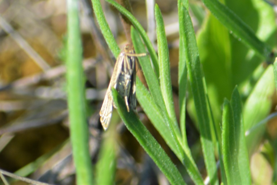 Thisanotia chrysonuchella - tavaszi fűgyökérmoly