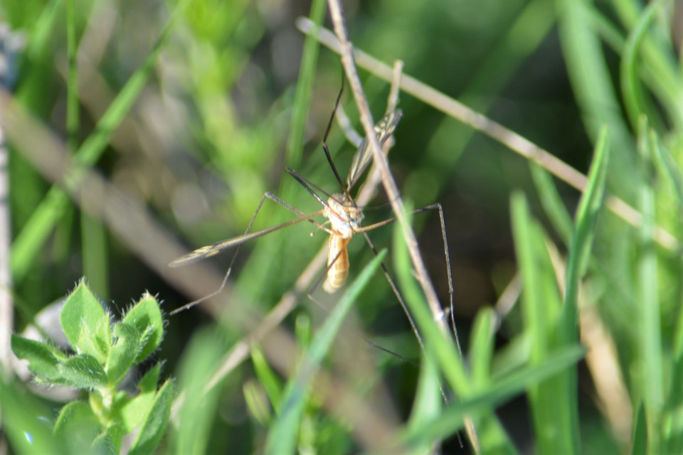 Tipula vernalis