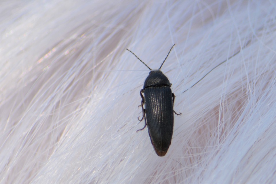 Melanotus