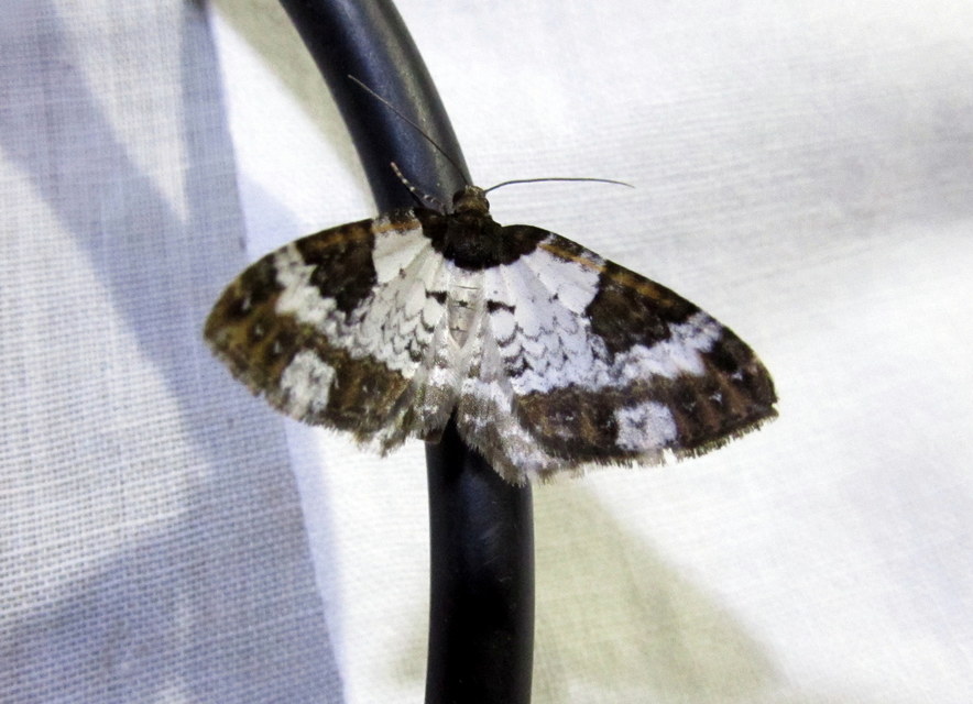 Melanthia procellata - hullámos tarkaaraszoló