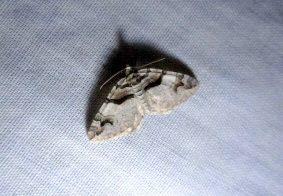Pareulype berberata - sóskafa-tarkaaraszoló