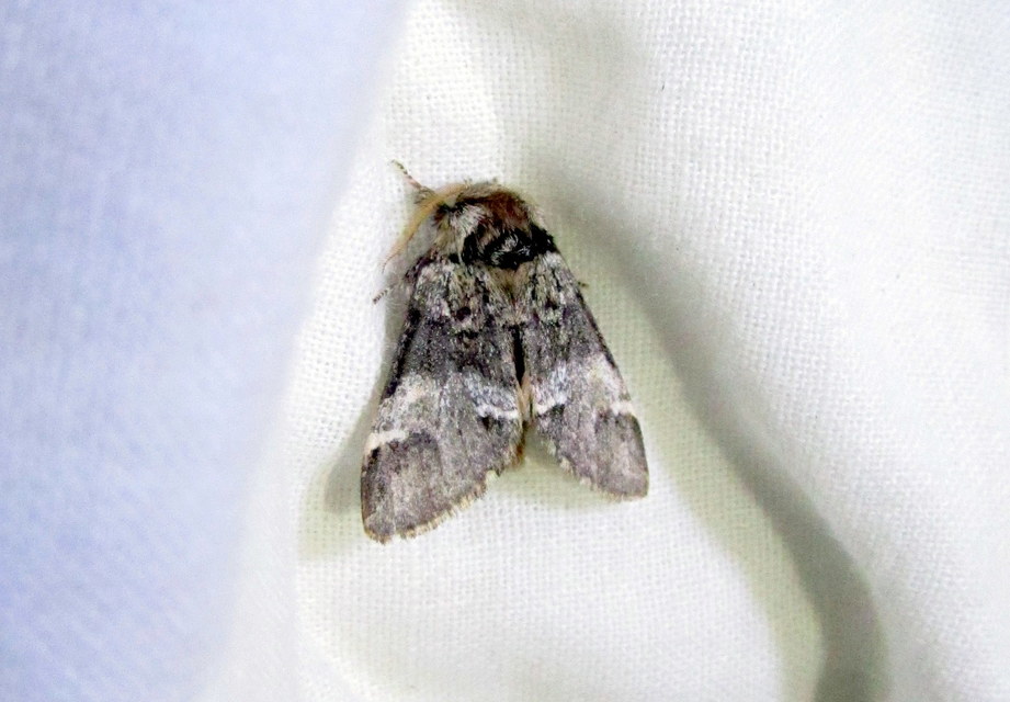 Drymonia dodonea - bélyeges púposszövő
