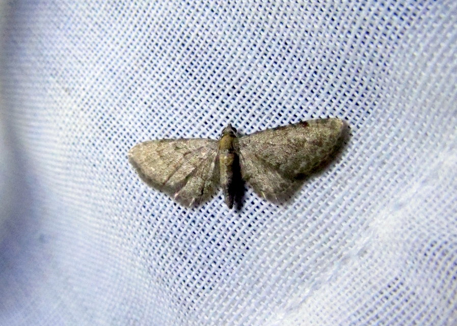 Pasiphila chloerata - hamvas törpearaszoló